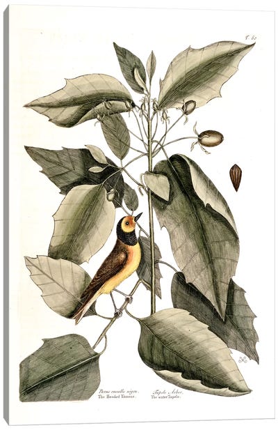 Hooded Titmouse & Water Tupelo Canvas Art Print - New York Botanical Garden