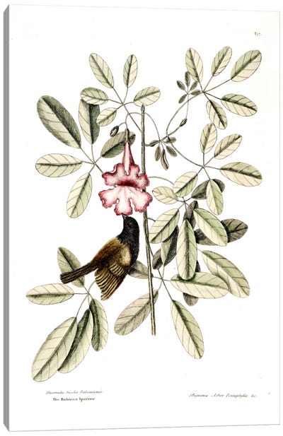 Bahama Sparrow & Bignonia Pentaphylla (Pink Trumpet Tree) Canvas Art Print - Botanical Illustrations