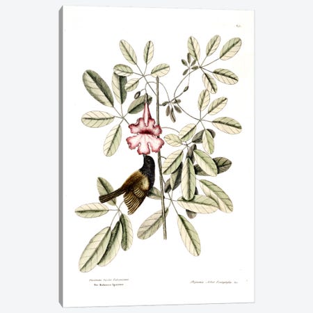 Bahama Sparrow & Bignonia Pentaphylla (Pink Trumpet Tree) Canvas Print #CAT8} by Mark Catesby Canvas Print