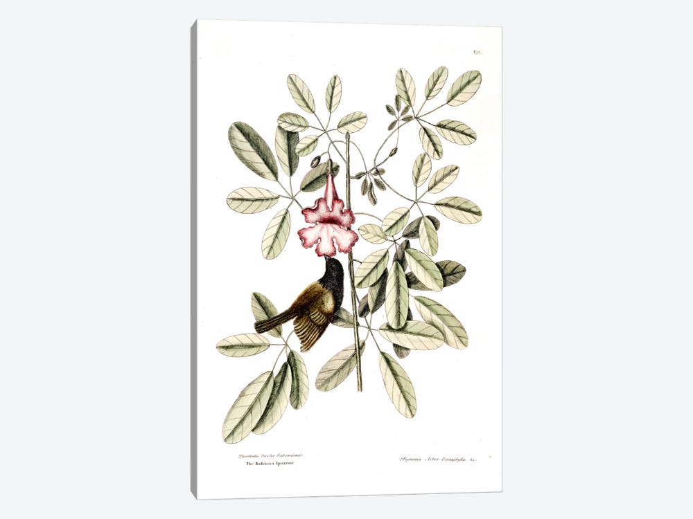 Bahama Sparrow & Bignonia Pentaphylla (Pink Trumpet Tree) by Mark Catesby 1-piece Canvas Art