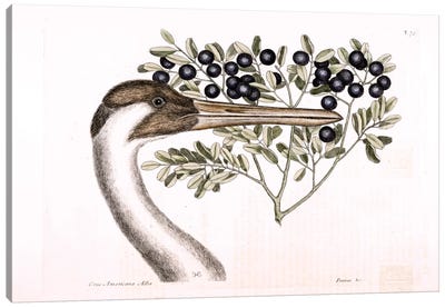 Hooping Crane & Bullet Bush Canvas Art Print - New York Botanical Garden