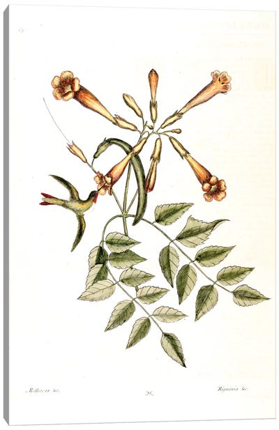 Humming Bird & Trumpet Flower Canvas Art Print - New York Botanical Garden