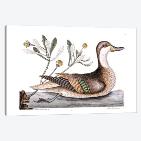 Ilathera Duck (White-Cheeked Pintail) & Buphthalmum Frutescens (Sea Oxeye) Canvas Print #CAT92} by Mark Catesby Canvas Art Print