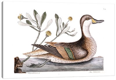 Ilathera Duck (White-Cheeked Pintail) & Buphthalmum Frutescens (Sea Oxeye) Canvas Art Print - New York Botanical Garden