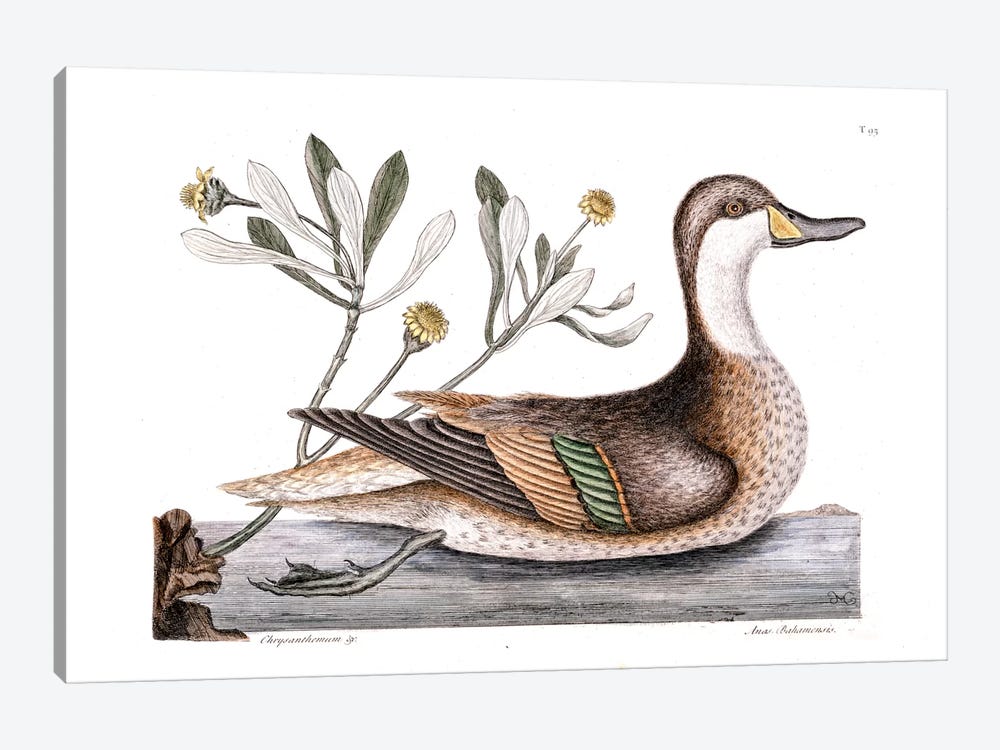 Ilathera Duck (White-Cheeked Pintail) & Buphthalmum Frutescens (Sea Oxeye) by Mark Catesby 1-piece Canvas Wall Art