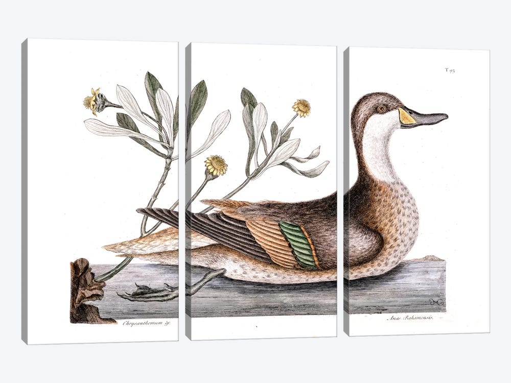 Ilathera Duck (White-Cheeked Pintail) & Buphthalmum Frutescens (Sea Oxeye) by Mark Catesby 3-piece Canvas Artwork