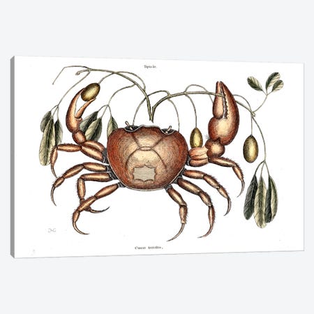 Land Crab & Crateva Tapia Canvas Print #CAT93} by Mark Catesby Art Print