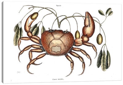 Land Crab & Crateva Tapia Canvas Art Print - Crab Art