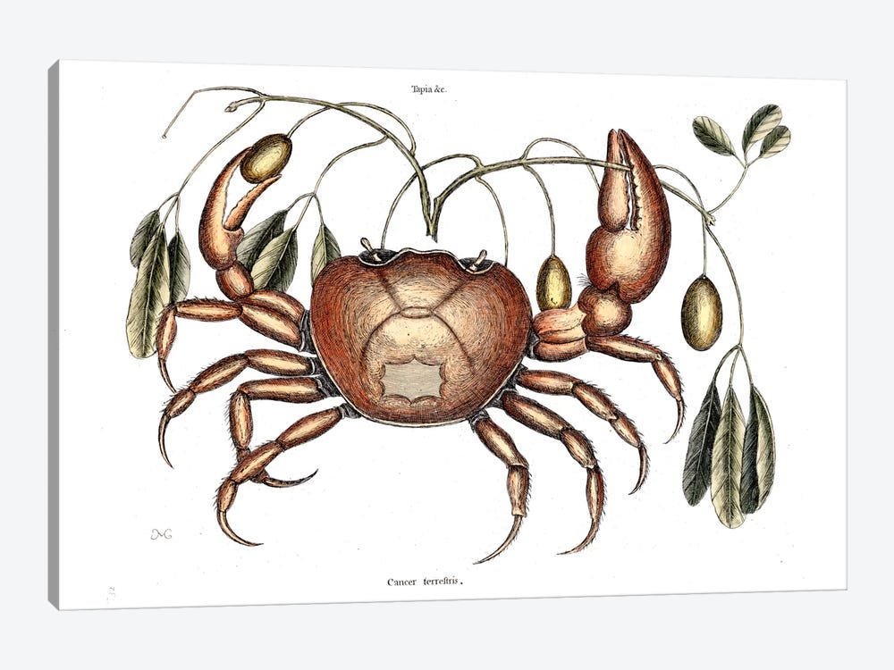 Land Crab & Crateva Tapia by Mark Catesby 1-piece Canvas Print