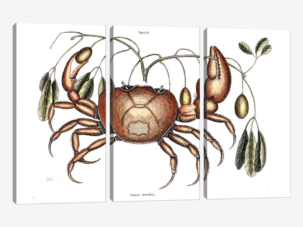 Land Crab & Crateva Tapia by Mark Catesby 3-piece Art Print