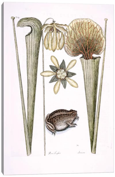 Land Frog & Sarracenia Canvas Art Print - Botanical Illustrations