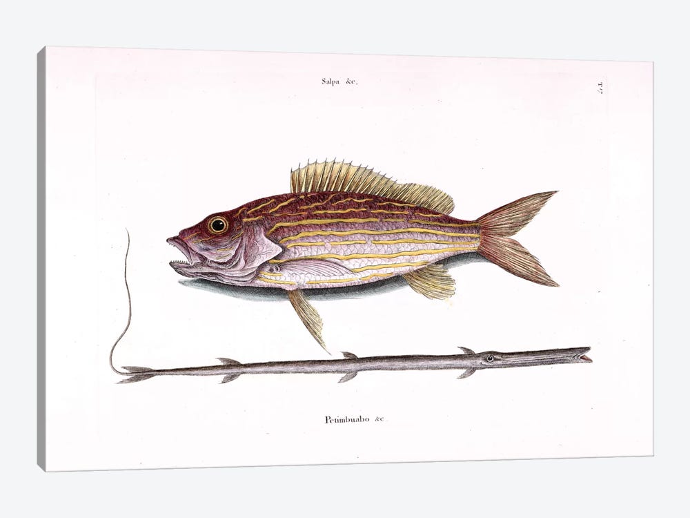 Lane Snapper & Tobacco Pipe Fish (Cornetfi - Canvas Art | Mark Catesby