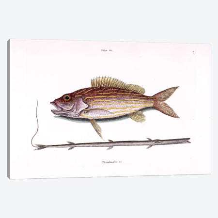 Lane Snapper & Tobacco Pipe Fish (Cornetfish) Canvas Print #CAT95} by Mark Catesby Canvas Artwork