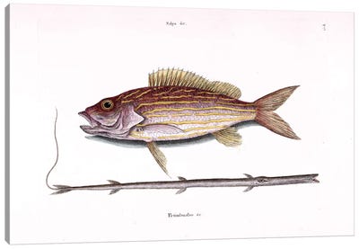Lane Snapper & Tobacco Pipe Fish (Cornetfish) Canvas Art Print