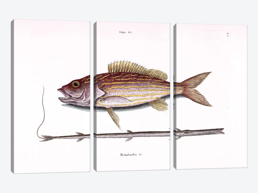 Lane Snapper & Tobacco Pipe Fish (Cornetfish) by Mark Catesby 3-piece Canvas Art Print