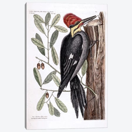 Larger Red-Crested Woodpecker & Live Oak Canvas Print #CAT97} by Mark Catesby Canvas Art