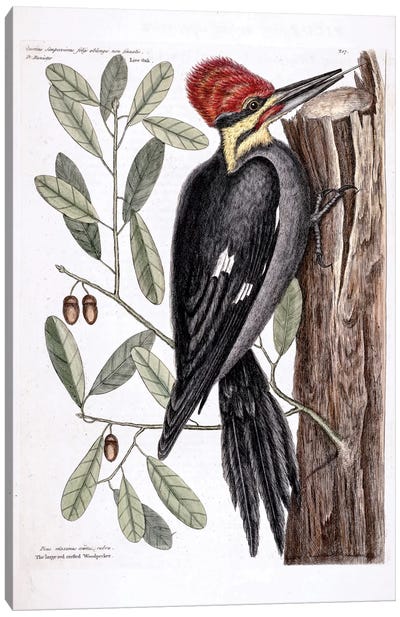 Larger Red-Crested Woodpecker & Live Oak Canvas Art Print - Oak Tree Art
