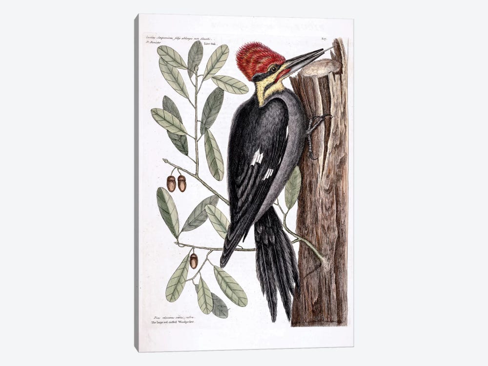 Larger Red-Crested Woodpecker & Live Oak by Mark Catesby 1-piece Canvas Art Print