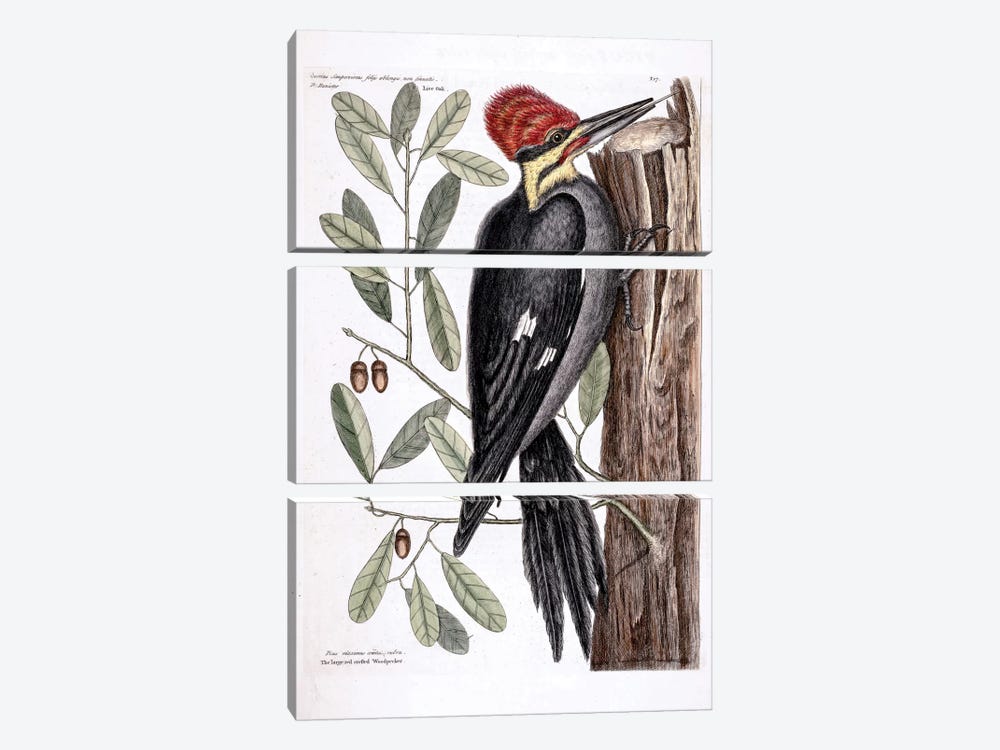 Larger Red-Crested Woodpecker & Live Oak by Mark Catesby 3-piece Canvas Print