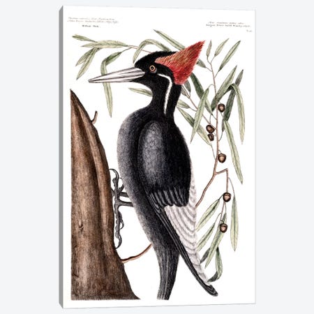 Largest White-Billed Woodpecker & Willow Oak Canvas Print #CAT98} by Mark Catesby Canvas Print