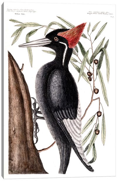Largest White-Billed Woodpecker & Willow Oak Canvas Art Print - Woodpecker Art