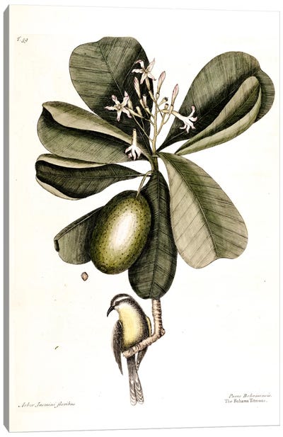 Bahama Titmouse & Seven Years Apple Canvas Art Print - Botanical Illustrations