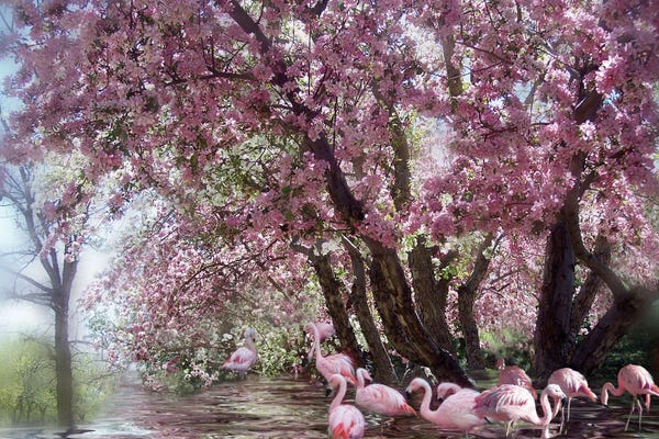 Cherry Trees: Flamingo Lagoon by Carol Cavalaris