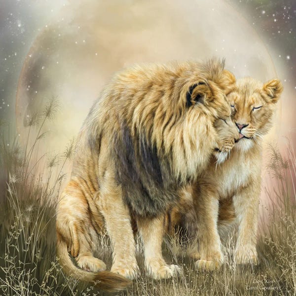 Lions: Lion Kiss by Carol Cavalaris