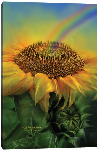 Rainbow Sunflower Canvas Art Print - Carol Cavalaris