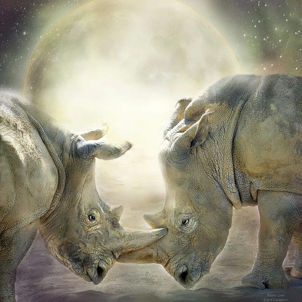 Rhinoceroses: Rhino Love by Carol Cavalaris