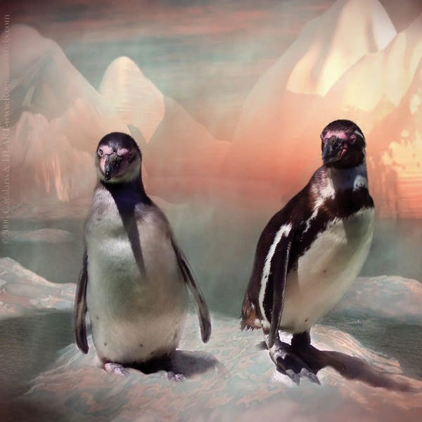 Penguins: Rosy Glow by Carol Cavalaris
