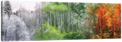 Seasons Of The Aspen Canvas Art Print - Trees in Transition