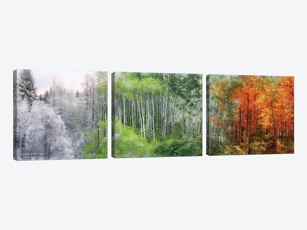 Seasons Of The Aspen by Carol Cavalaris 3-piece Canvas Artwork