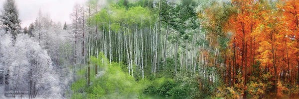 Trees In Transition: Seasons Of The Aspen by Carol Cavalaris