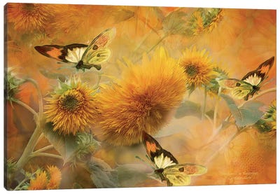 Sunflowers & Butterflies Canvas Art Print - Carol Cavalaris