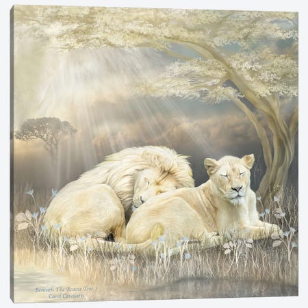 White Lion Canvas Print #CAV46} by Carol Cavalaris Art Print