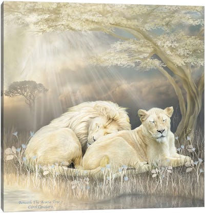 White Lion Canvas Art Print - Sleeping & Napping Art