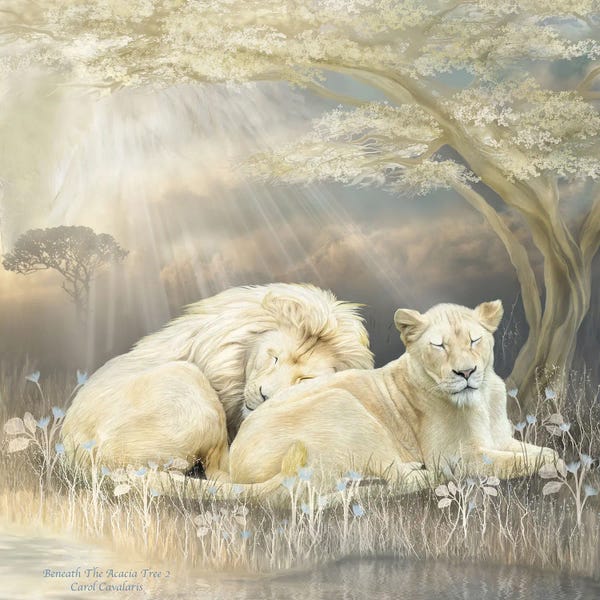Sleeping & Napping: White Lion by Carol Cavalaris
