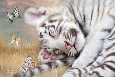 White Tiger Drams by Carol Cavalaris canvas print