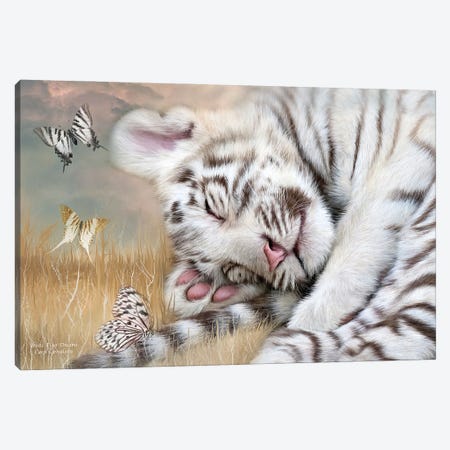 White Tiger Drams Canvas Print #CAV47} by Carol Cavalaris Canvas Art Print