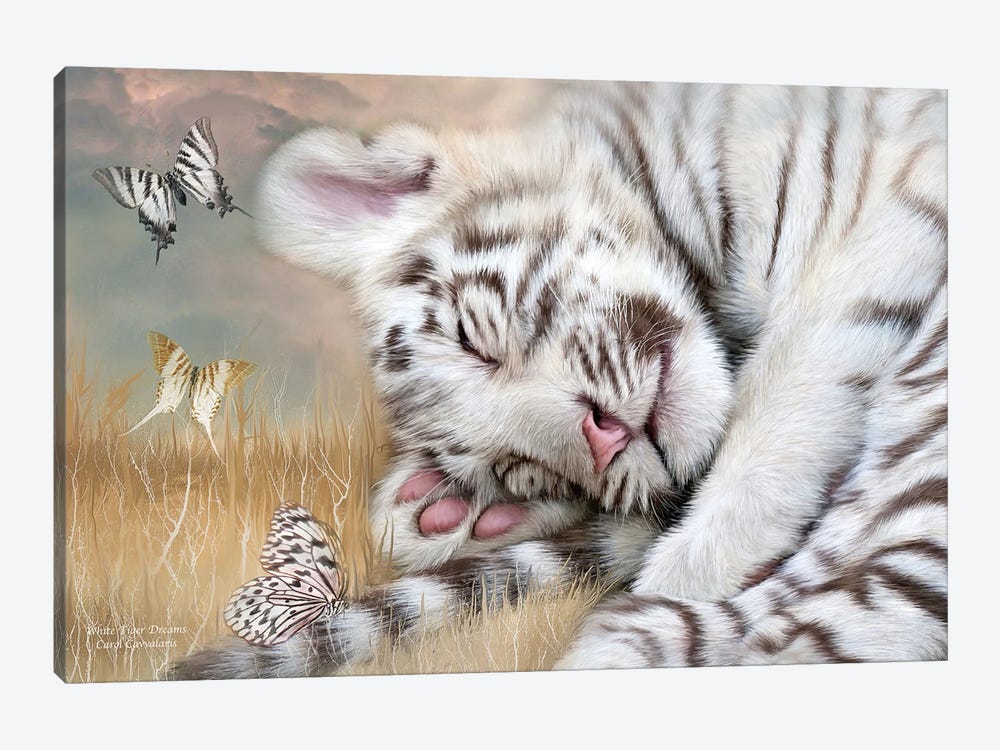 White Tiger Drams by Carol Cavalaris 1-piece Canvas Print