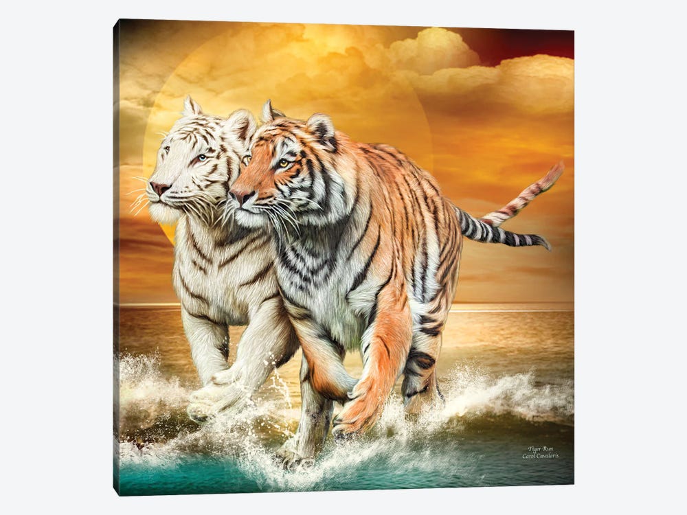 Tiger Run by Carol Cavalaris 1-piece Canvas Art Print