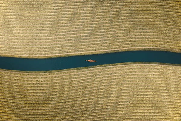 Canoes: Golden Field by Andrea Caruso