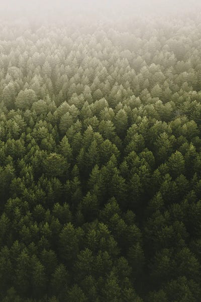 Nature Lover: Pines by Andrea Caruso