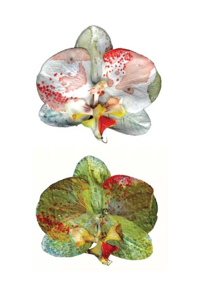 Cayena Blanca: Solitude II by Cayena Blanca