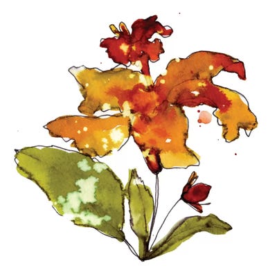 Orange Hibiscus by Cayena Blanca canvas print