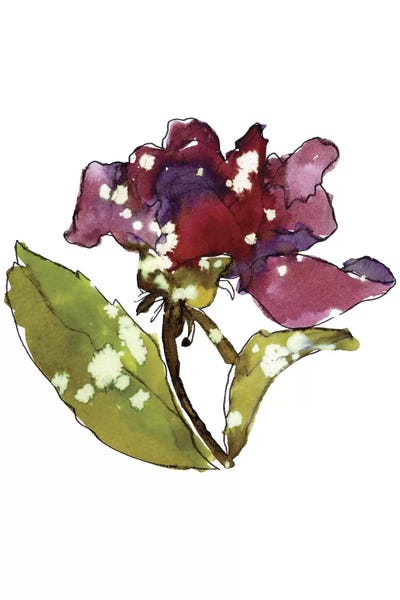 Cayena Blanca: Marsala Rose by Cayena Blanca