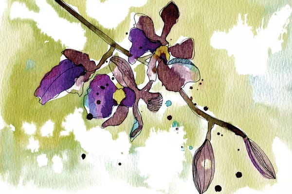 Orchids