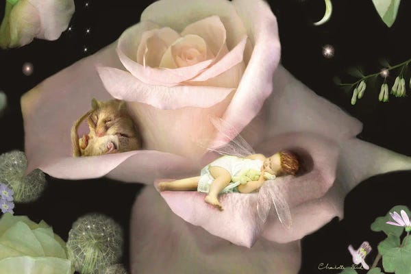 Rodents: A Quiet Corner by Charlotte Bird