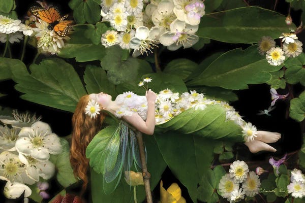 The Secret Lives Of Fairies: Wrapped In Dreams by Charlotte Bird